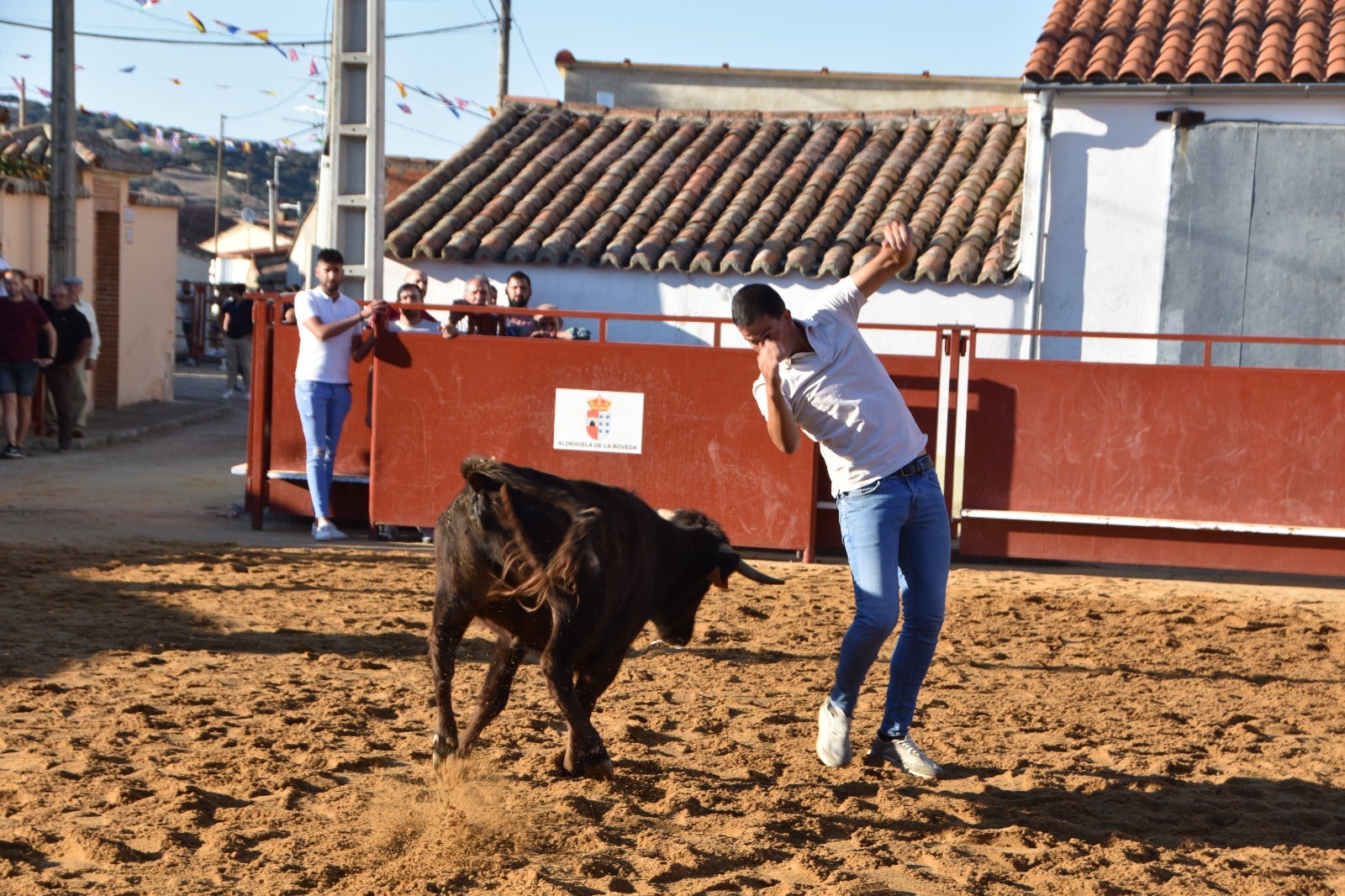 Aldehuela de la Bóveda vibra con el novillo de cajón