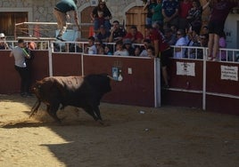 El segundo novillo de la mañana, en la plaza de toros instalada en El Maíllo