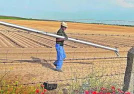 Un agricultor coloca tubos en una parcela del nuevo regadío de La Armuña.
