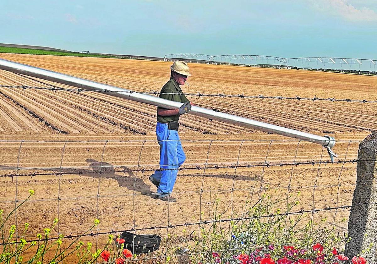 Un agricultor coloca tubos en una parcela del nuevo regadío de La Armuña.