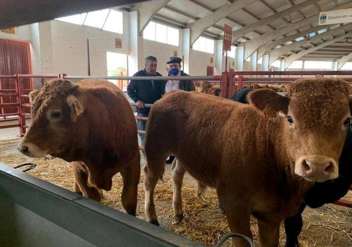 Dos tratantes observan unos terneros en el mercado de ganados.