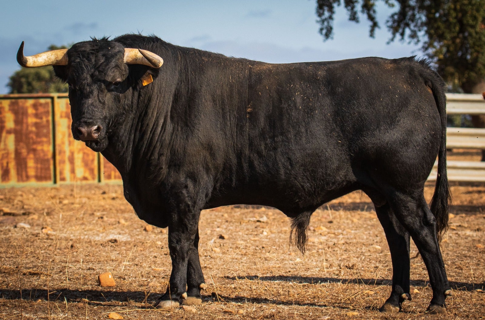 Alba recupera el día 14 el festejo del Toro del Cajón