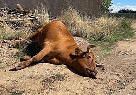 Dos meses después del primer caso de EHE: «Aún están mal»