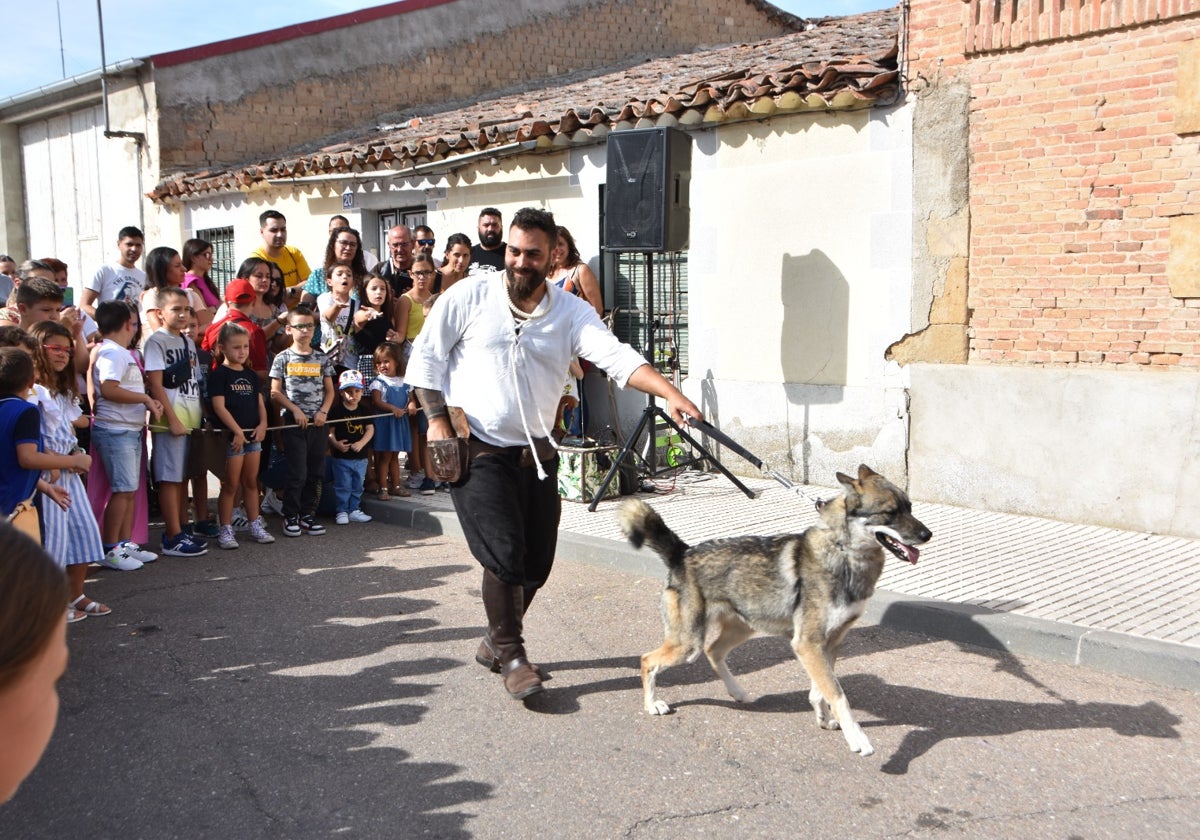 Un lobo canadiense o un suricato, en el Mercado Medieval de Castellanos