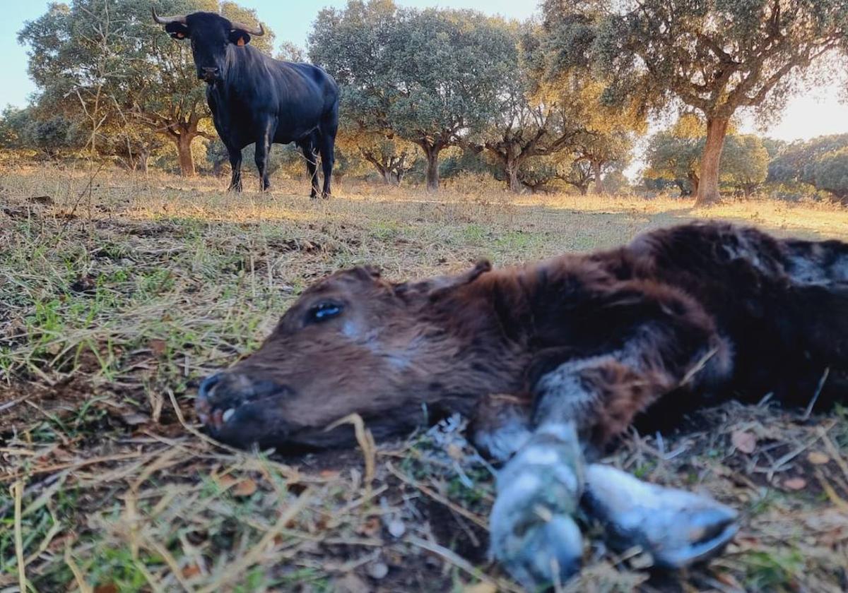 Día triste en el campo: el ternero Calcetines, símbolo de la lucha contra la EHE, ha muerto