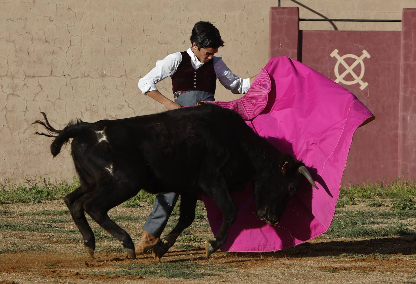 Marco Pérez en el tentadero de Peña de Cabra, con vacas de Loreto Charro