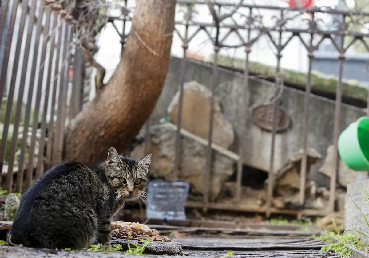 Gato de la colonia de San Carlos Borromeo.