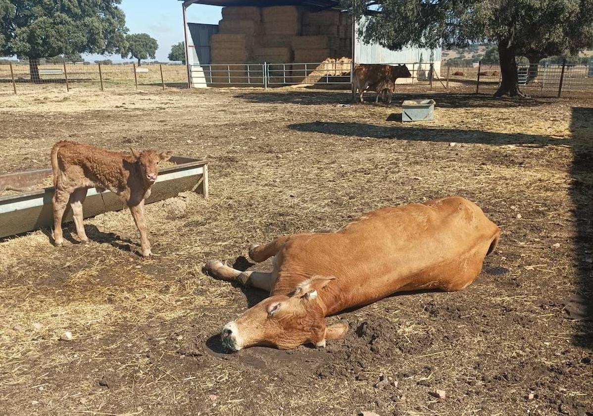 Vaca muerta a causa de la EHE