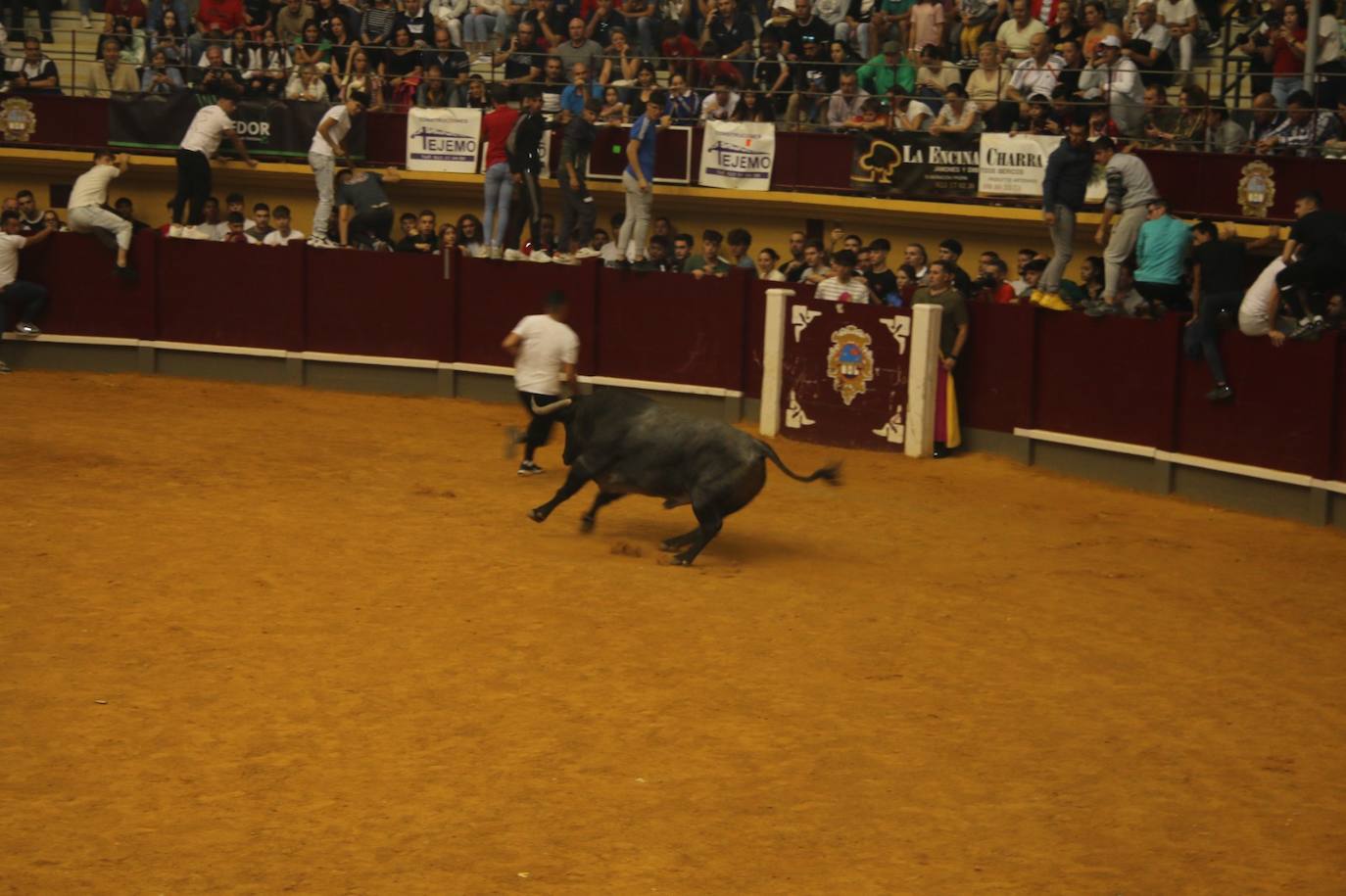 Así ha sido el Toro de Cajón en Alba de Tormes