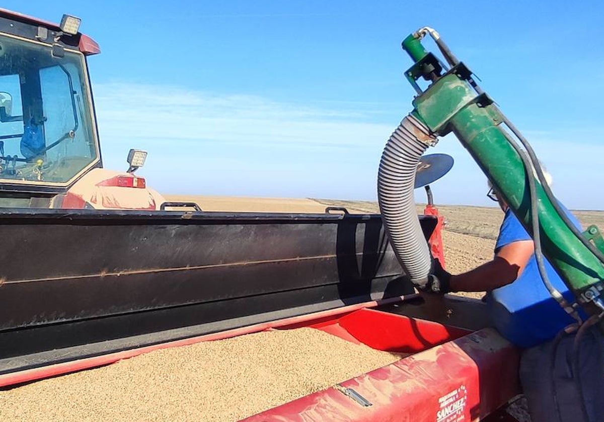 Un agricultor llena la tolva de una sembradora de trigo en la zona de Aldeaseca de la Frontera.