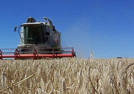 Estabilidad en el cereal tras una semana centrados en sembrar