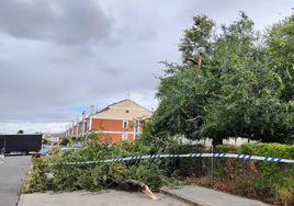 Árbol caído cerca de la Escuela de Idiomas de Santa Marta