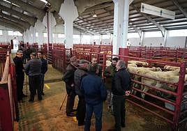 Imagen del mercado de ganados este lunes.