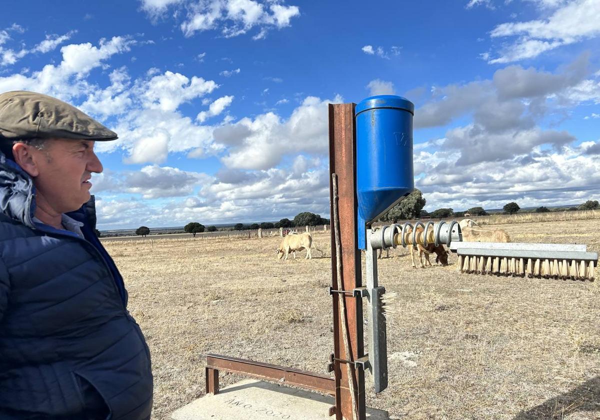 El ganadero Antonio Sánchez, junto a varias vacas.