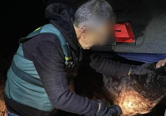 Un guardia civil lee el microchip de uno de los perros que atacaron a la joven