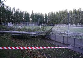 Un árabol de grandes dimensiones ha provocado desastres en los campos de fútbol del Aldehuela