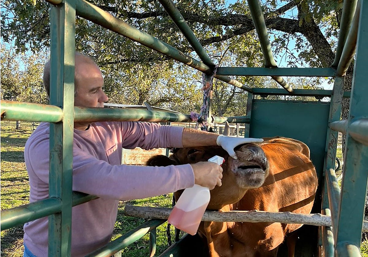 Un ganadero cura una vaca con heridas por la EHE.