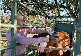 Un ganadero cura una vaca con heridas por la EHE.