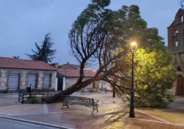 El pino frente a la iglesia de Pino de Tormes totalmente abatido.