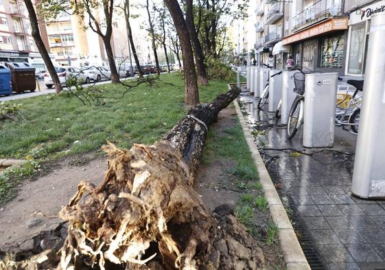 Árbol caído a consecuencia del temporal en Salamanca