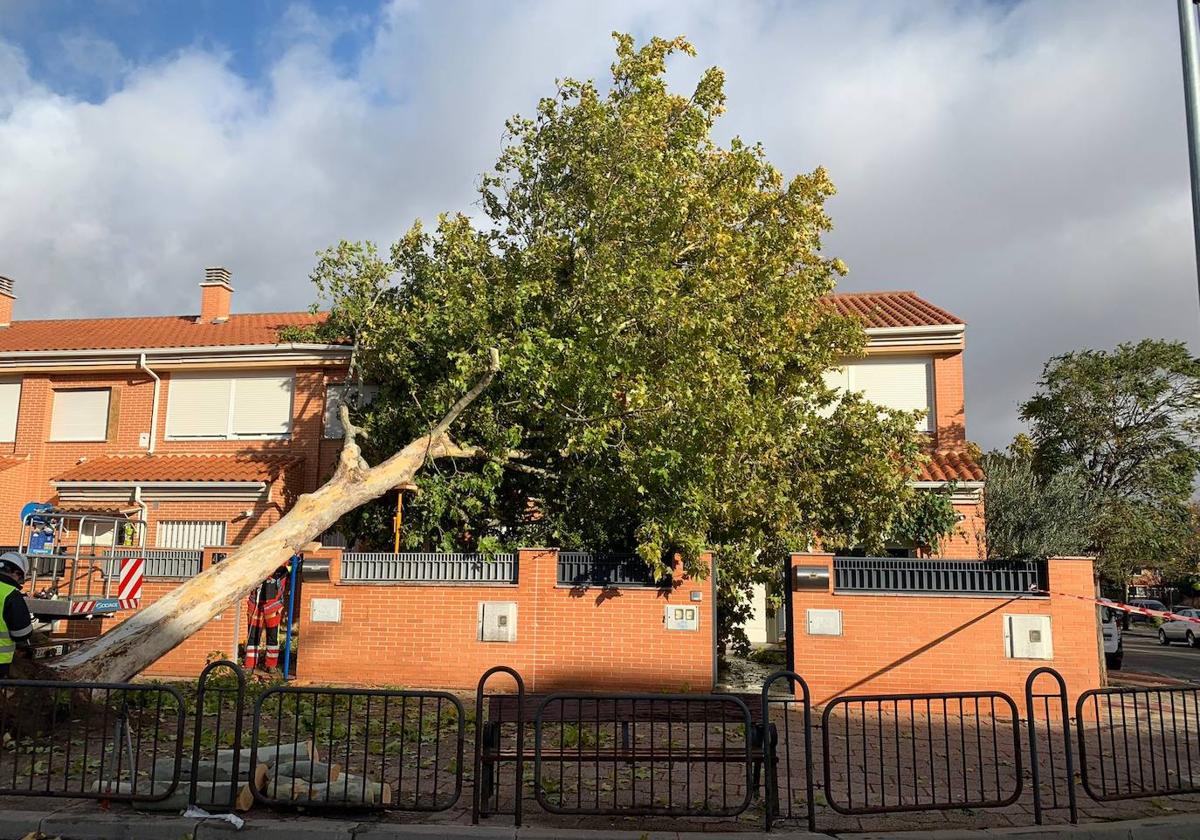 Un árbol cayó sobre el jardín de una casa en La Salle.