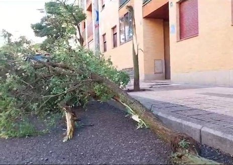 Imagen secundaria 1 - Árboles caídos en diferentes puntos de la capital.