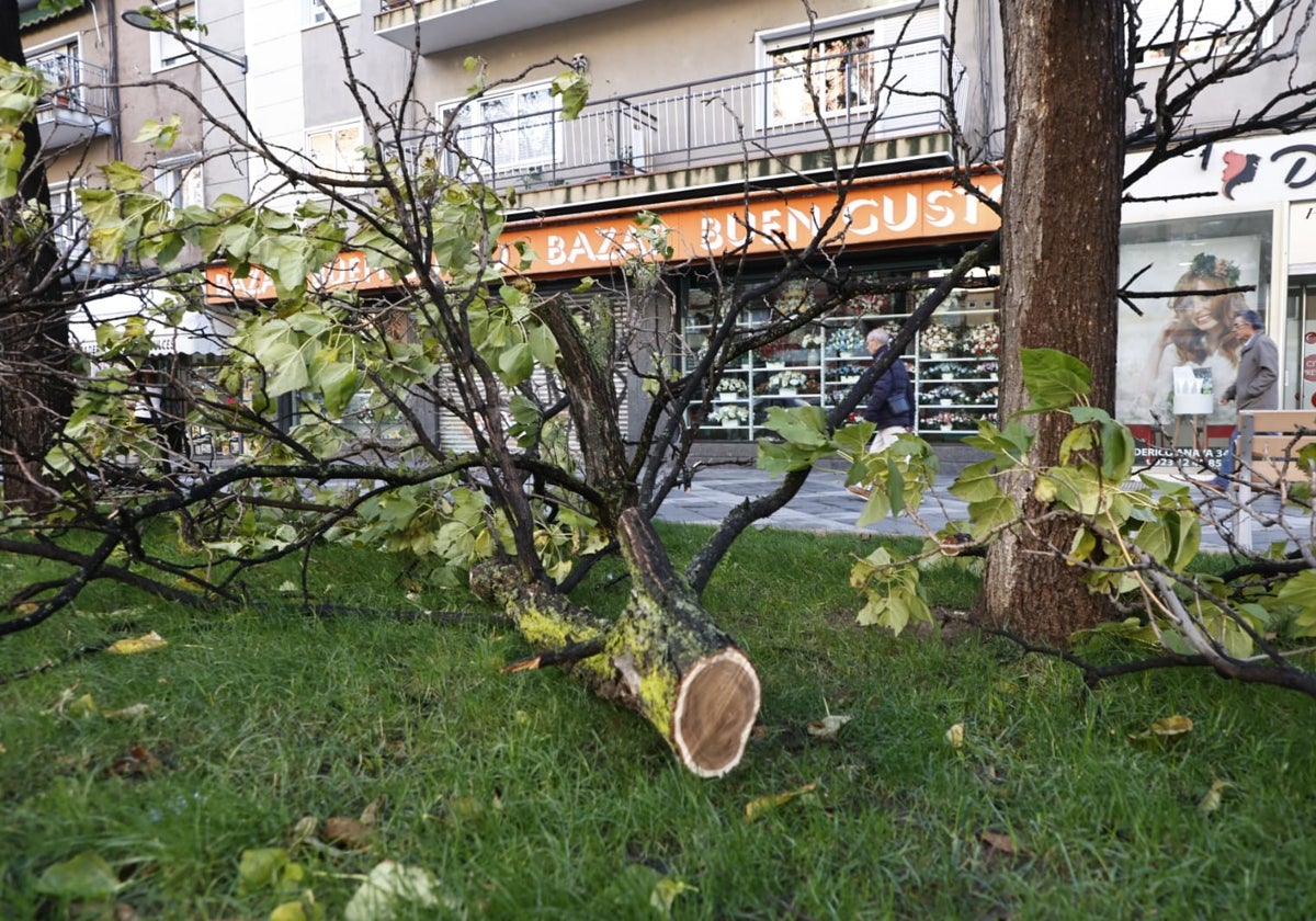 Un árbol caído en Federico Anaya.