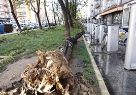 Un árbol caído en Federico Anaya.