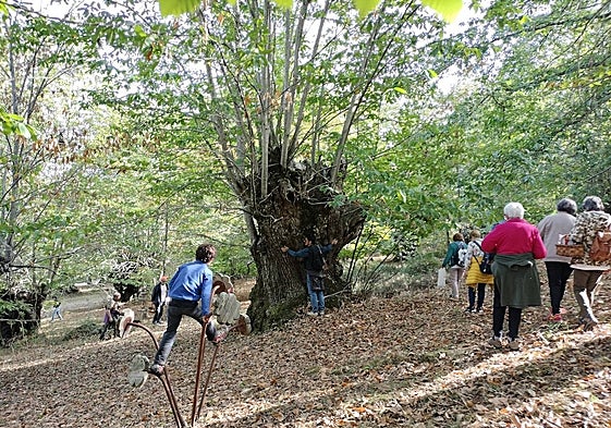 Uno de los castaños centenarios que se encuentran en el Sendero de la Madera en el municipio de Los Santos.