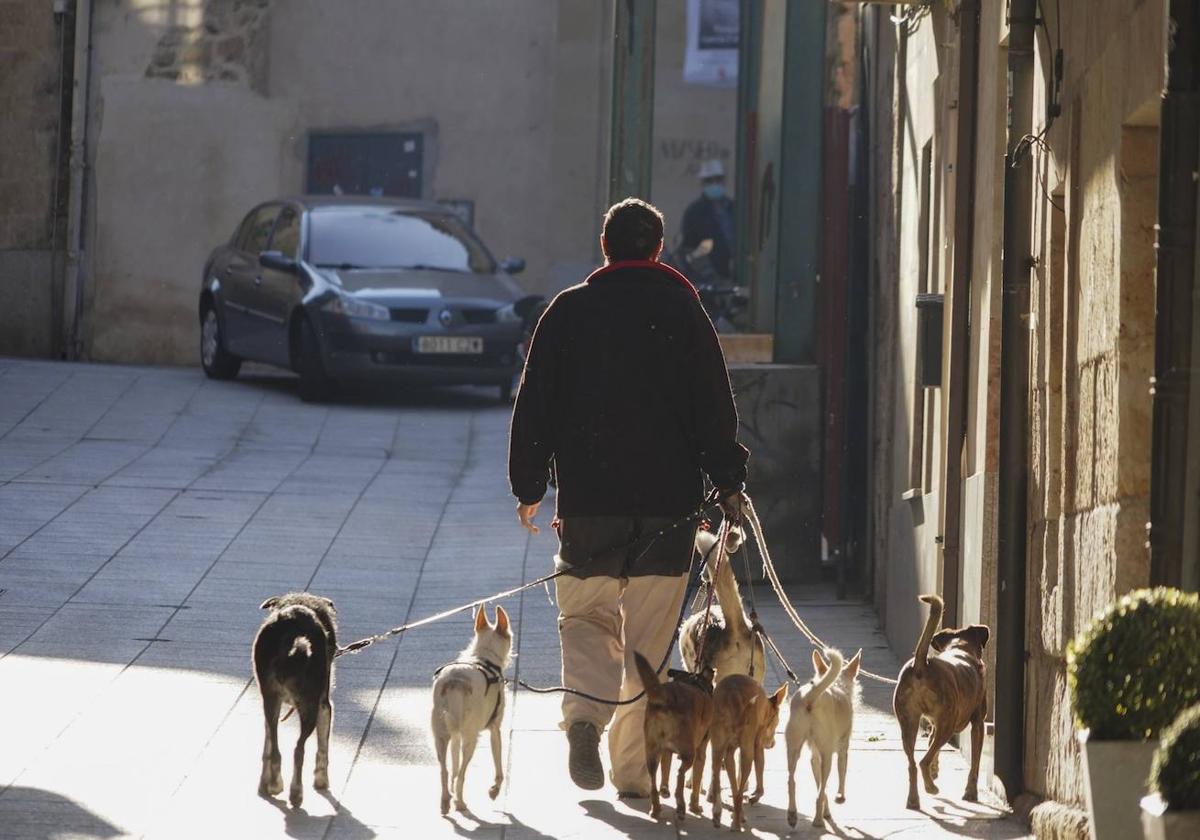 Un salmantino pasea a sus perros por el centro de Salamanca.