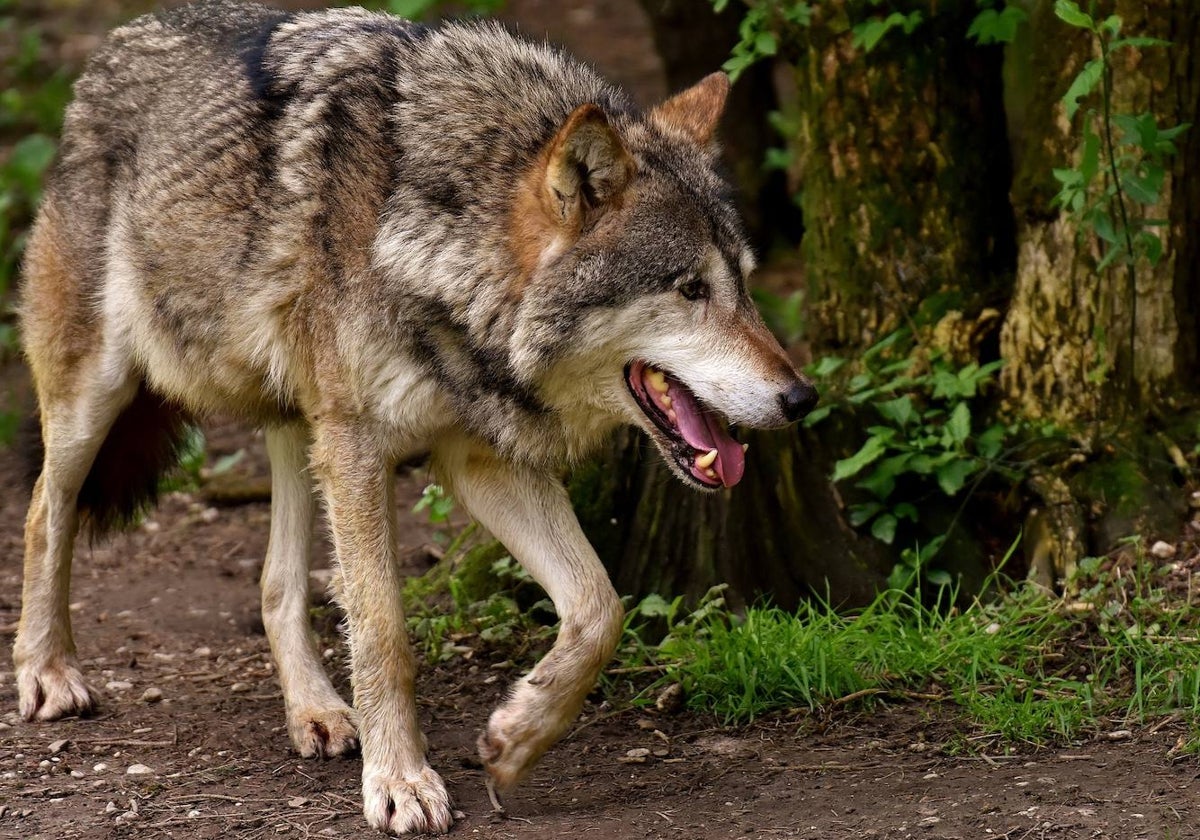 La Junta capturará lobos en las zonas más conflictivas para obtener datos de su comportamiento.