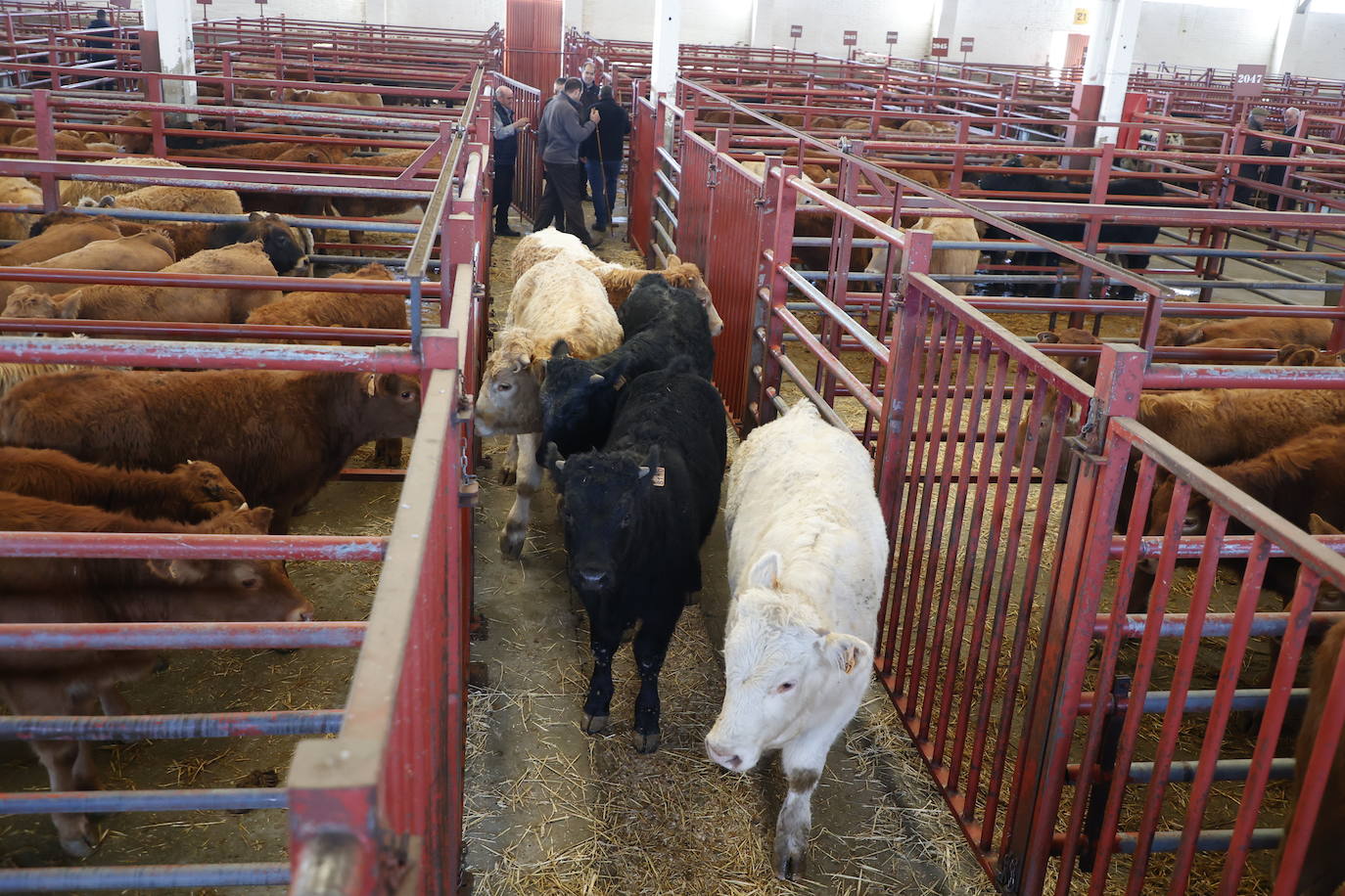 Dos terneros se &#039;escapan&#039; y protagonizan la anécdota en el mercado