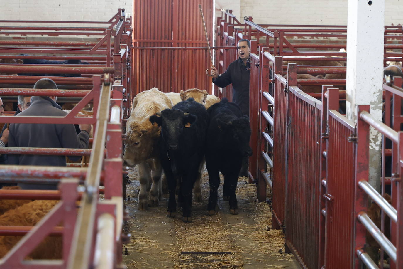 Dos terneros se &#039;escapan&#039; y protagonizan la anécdota en el mercado