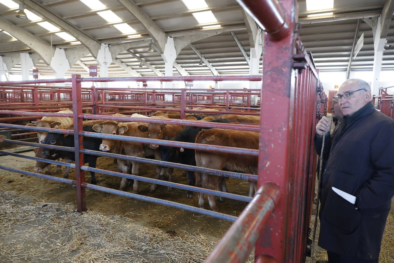 Dos terneros se &#039;escapan&#039; y protagonizan la anécdota en el mercado