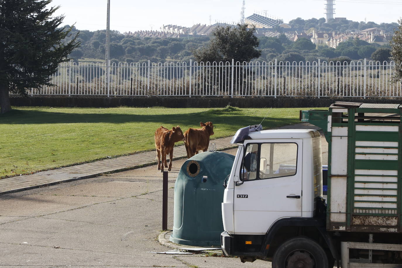 Dos terneros se &#039;escapan&#039; y protagonizan la anécdota en el mercado