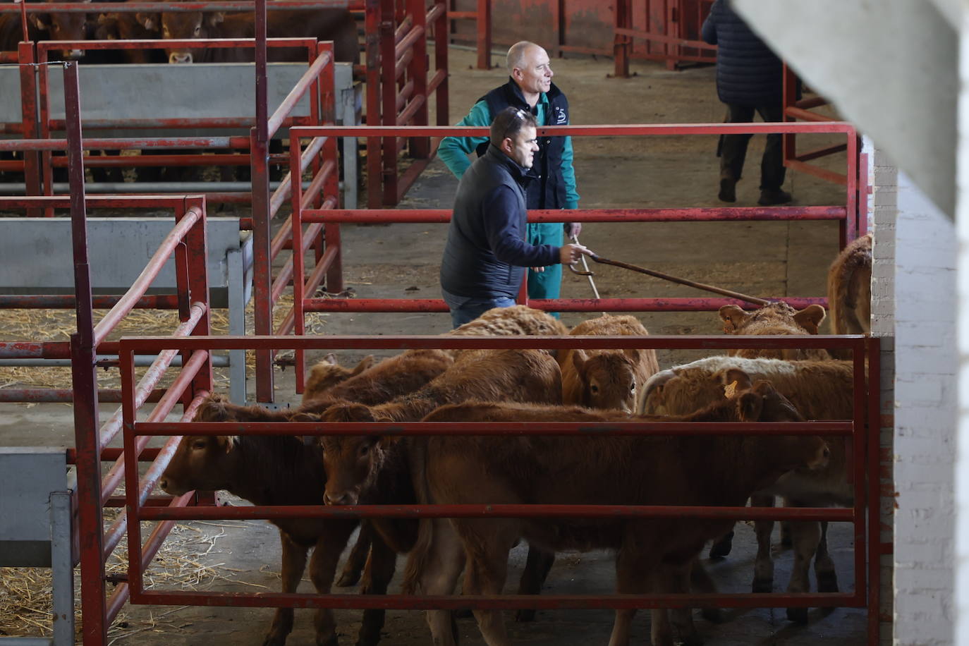 Dos terneros se &#039;escapan&#039; y protagonizan la anécdota en el mercado