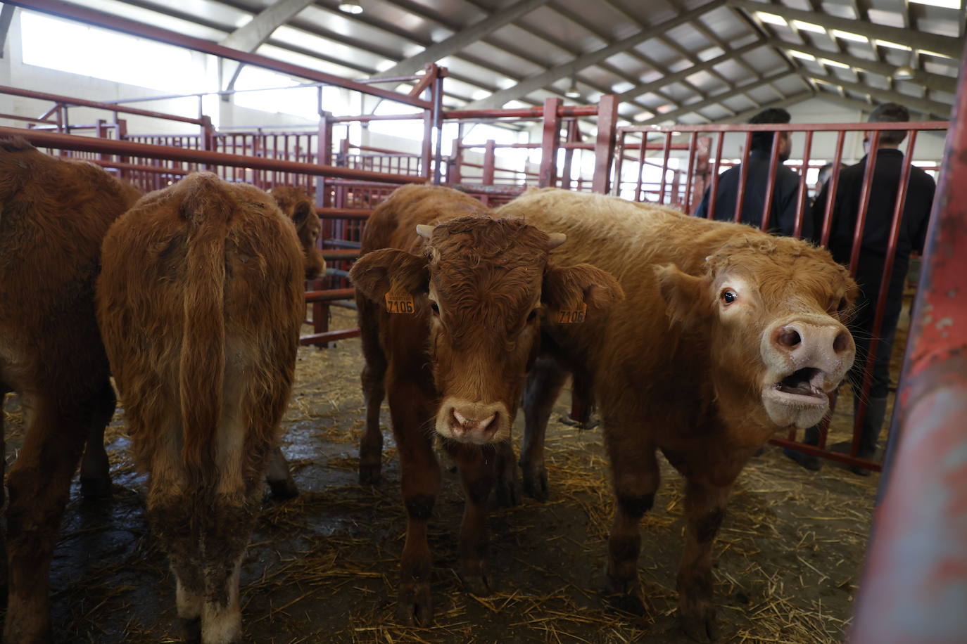 Dos terneros se &#039;escapan&#039; y protagonizan la anécdota en el mercado