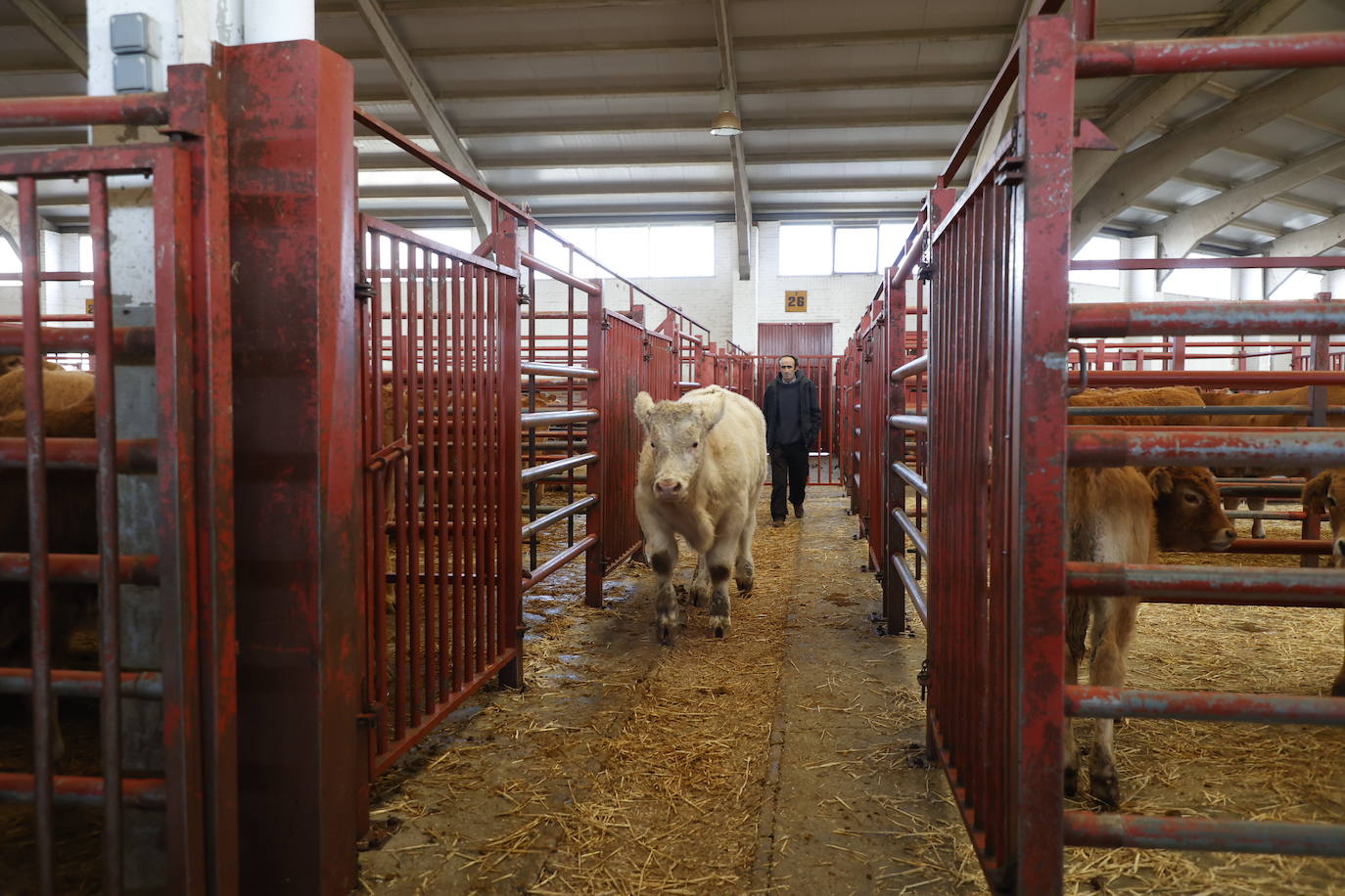 Dos terneros se &#039;escapan&#039; y protagonizan la anécdota en el mercado