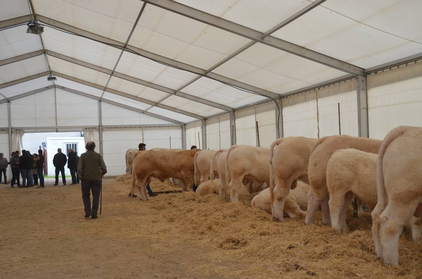 II Concurso de limusín en la Feria de San Andrés