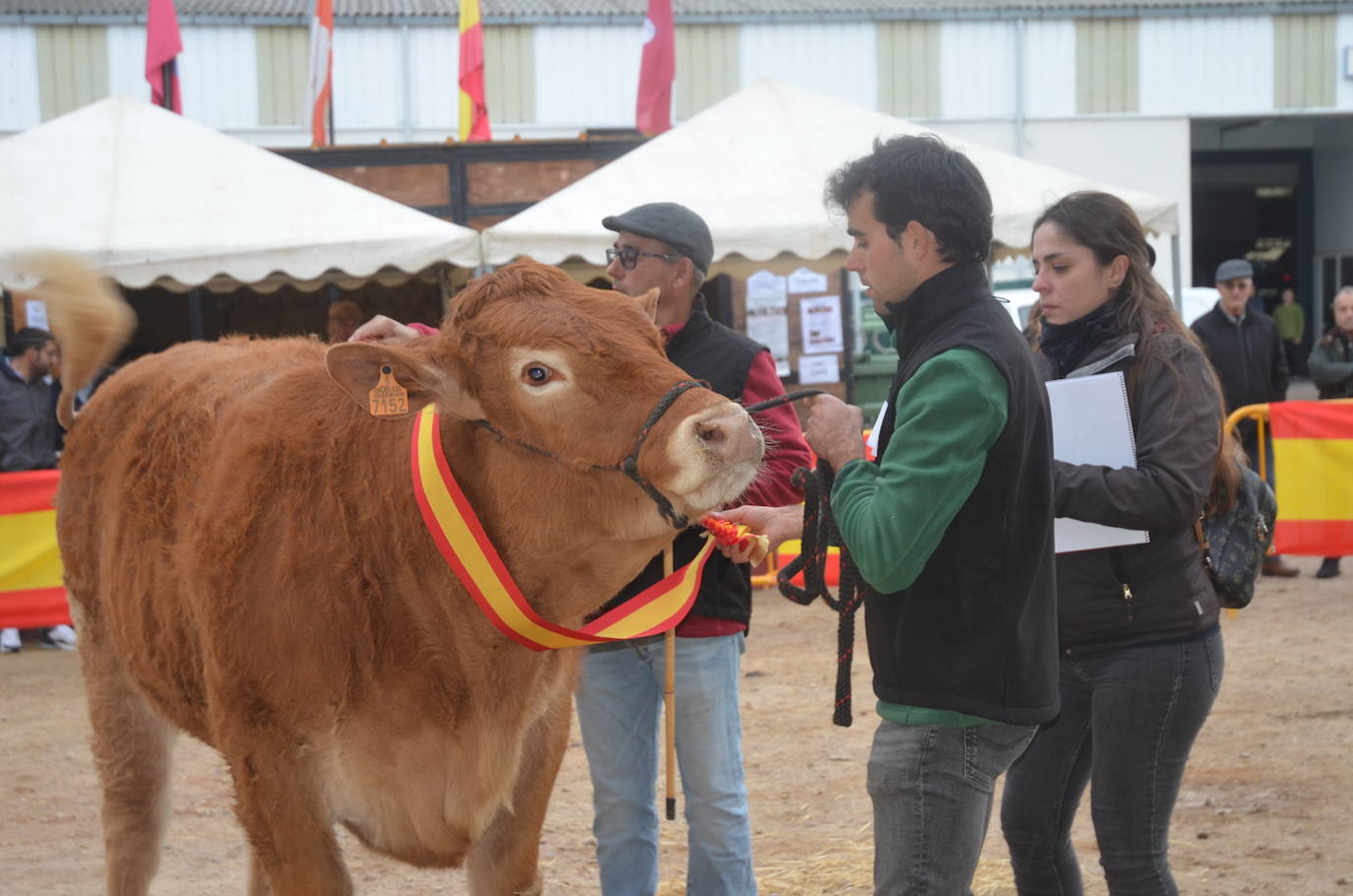 II Concurso de limusín en la Feria de San Andrés