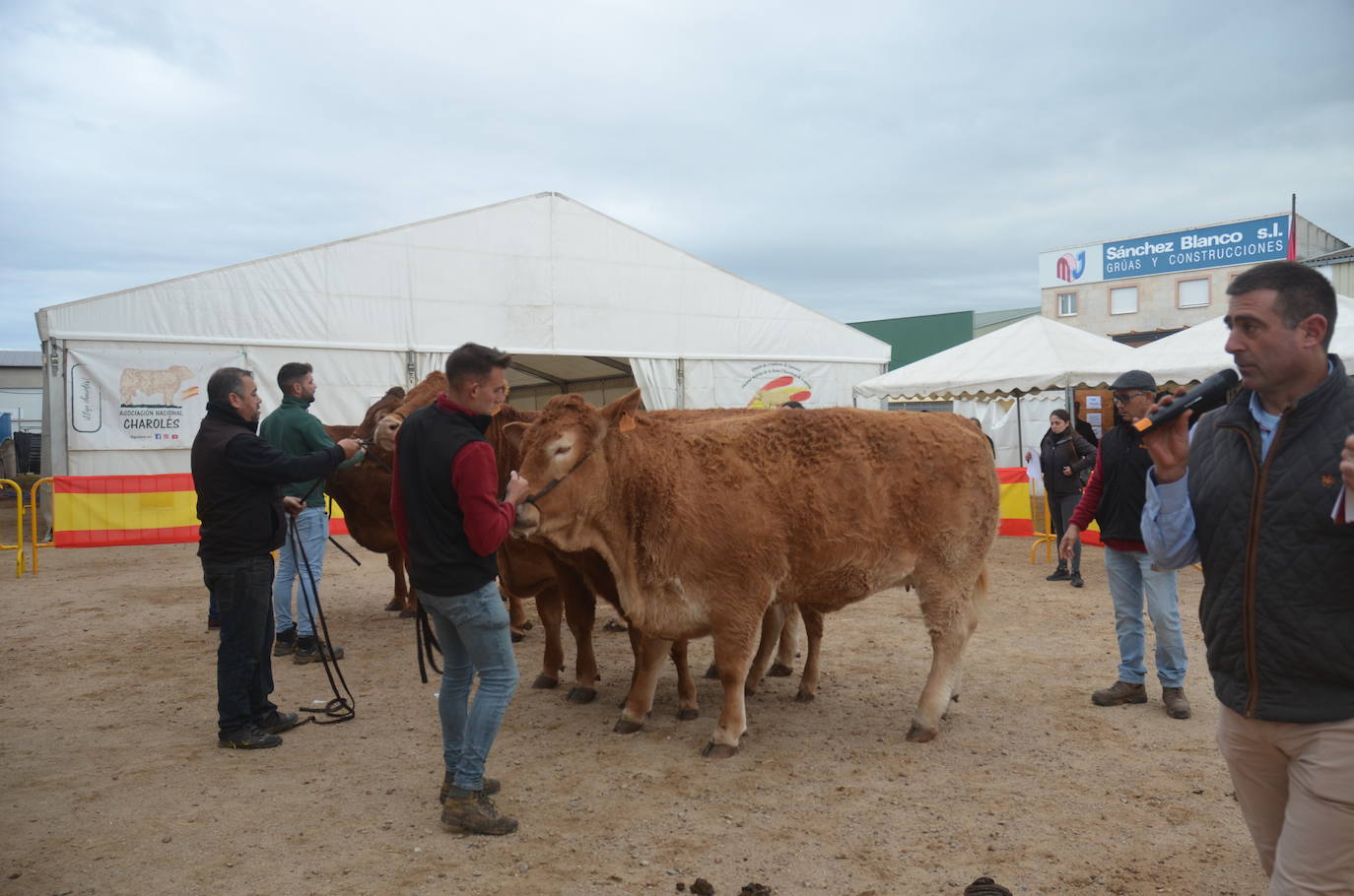 II Concurso de limusín en la Feria de San Andrés