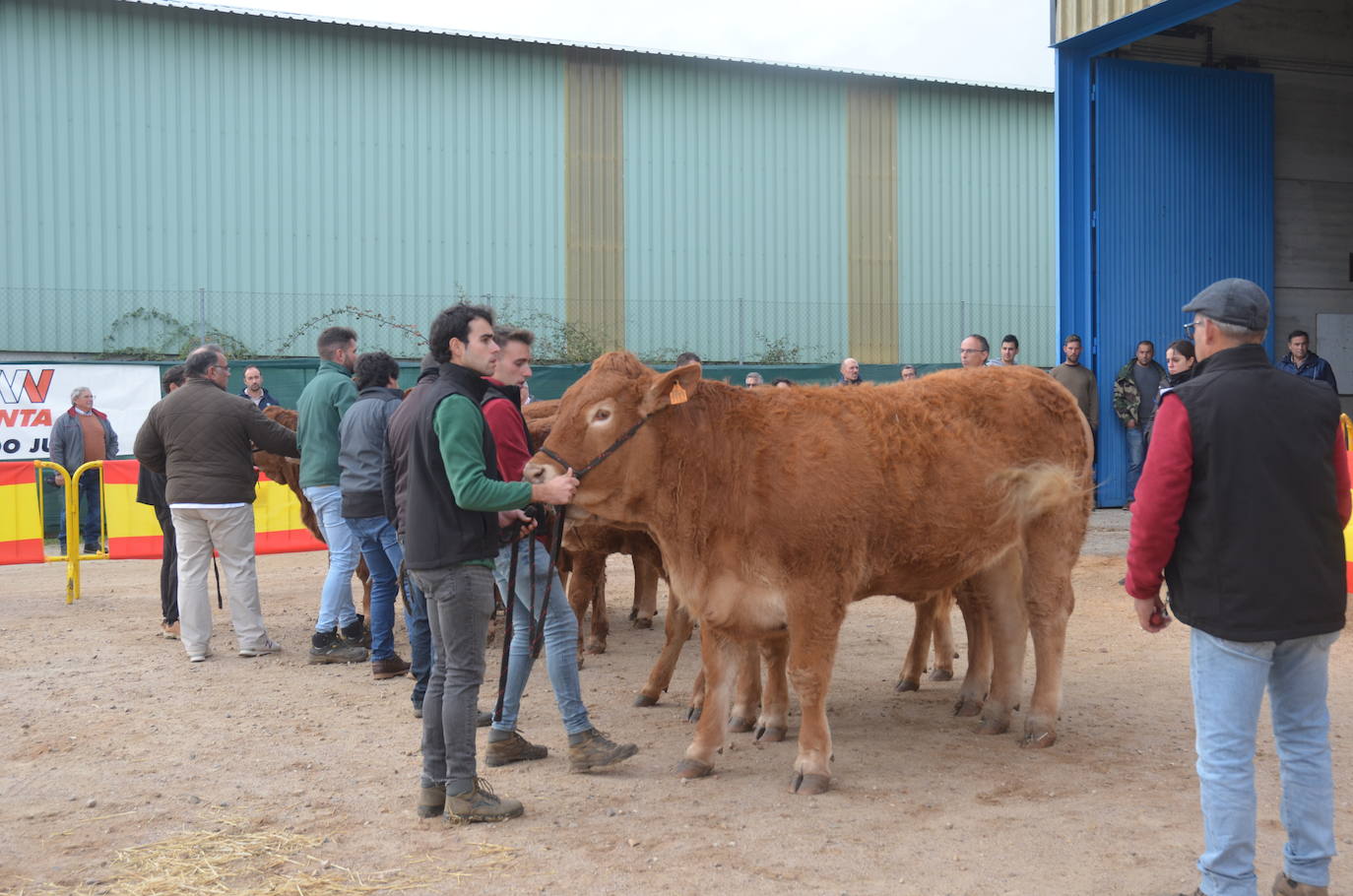 II Concurso de limusín en la Feria de San Andrés