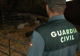 La Guardia Civil investiga otros robo de corderos.