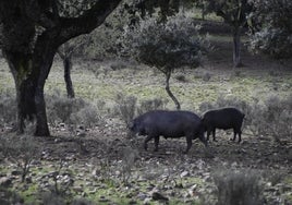 Marranos en montanera en la comarca de Ciudad Rodrigo.