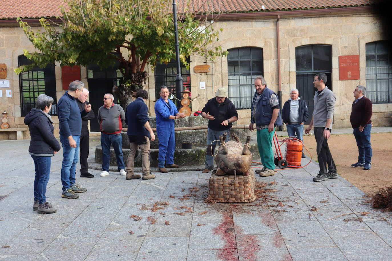 Santibáñez de la Sierra disfruta de una animada jornada matancera