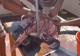 La Guardia Civil de Lanzarote detuvo el pasado 28 de noviembre a una persona por un delito contra la fauna al pescar y despedazar un tiburón angelote, imágenes que fueron publicadas en redes sociales