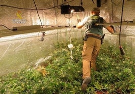 Operación contra el tráfico de marihuana en la provincia de Salamanca.