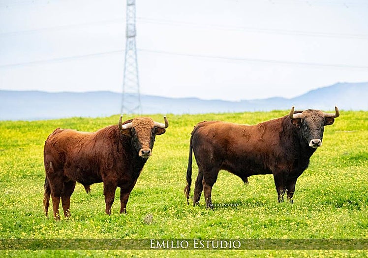 Ejemplares de la ganadería de Hermanos Sánchez Herrero para el festejo del día 20 de enero de 2024