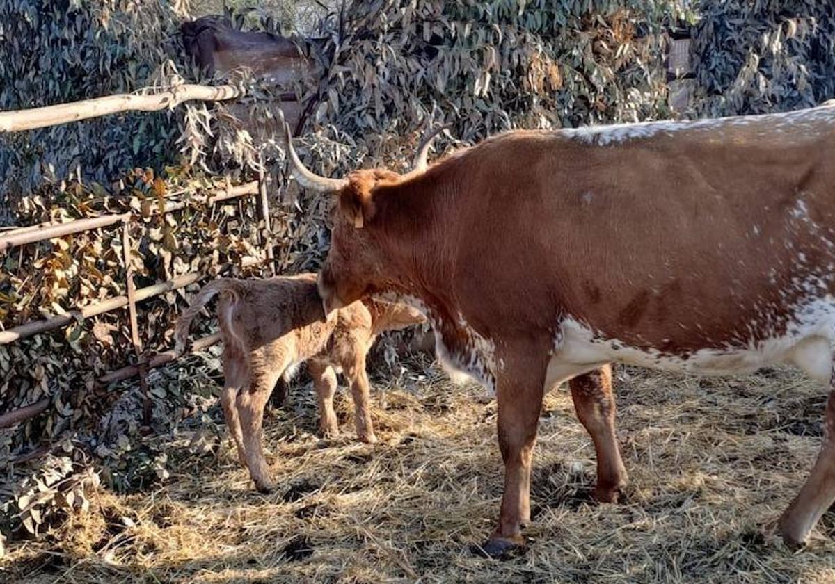 La vaca con su ternero.