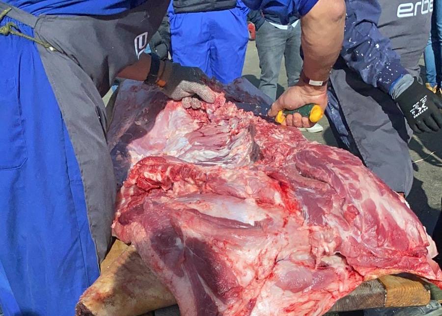 Las fotos de la matanza tradicional de Coca de Alba